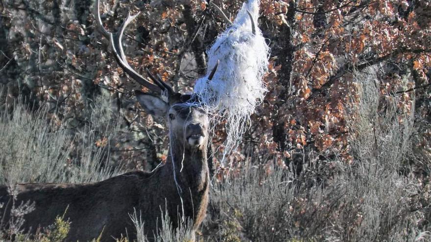 Un ciervo en apuros en Sanabria