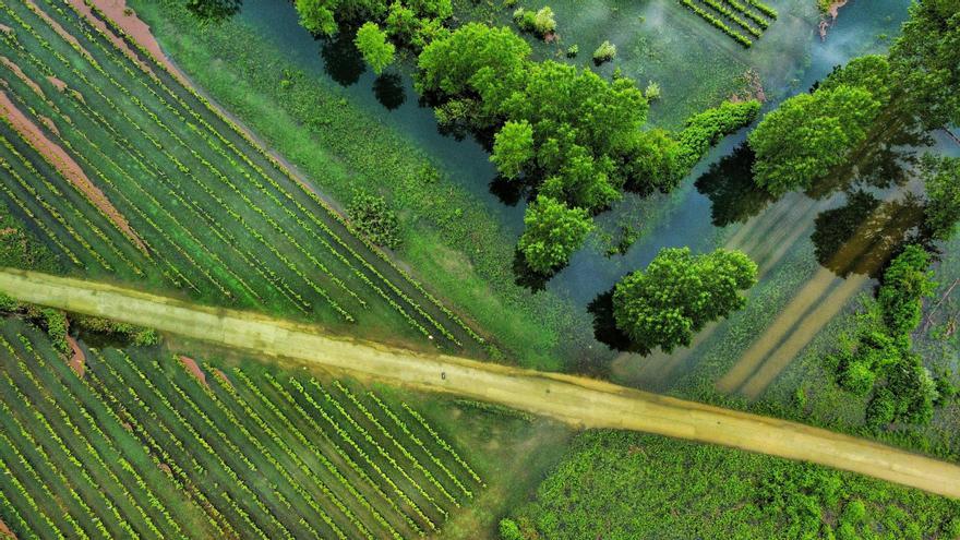 La subida del mar y la intrusión salina amenazan a 13 millones de agricultores en todo el mundo