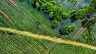 La subida del mar y la intrusión salina amenazan a 13 millones de agricultores en todo el mundo