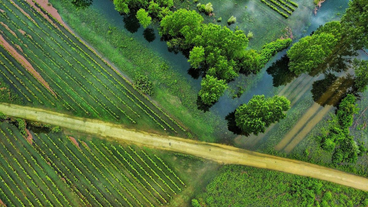 Inundación en un campo de cultivo costero.