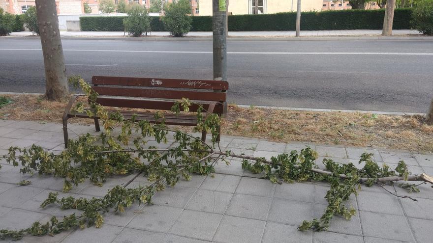 &quot;Aquí no podan un árbol hasta que ocurra una desgracia&quot;: las quejas de estos vecinos de Zamora