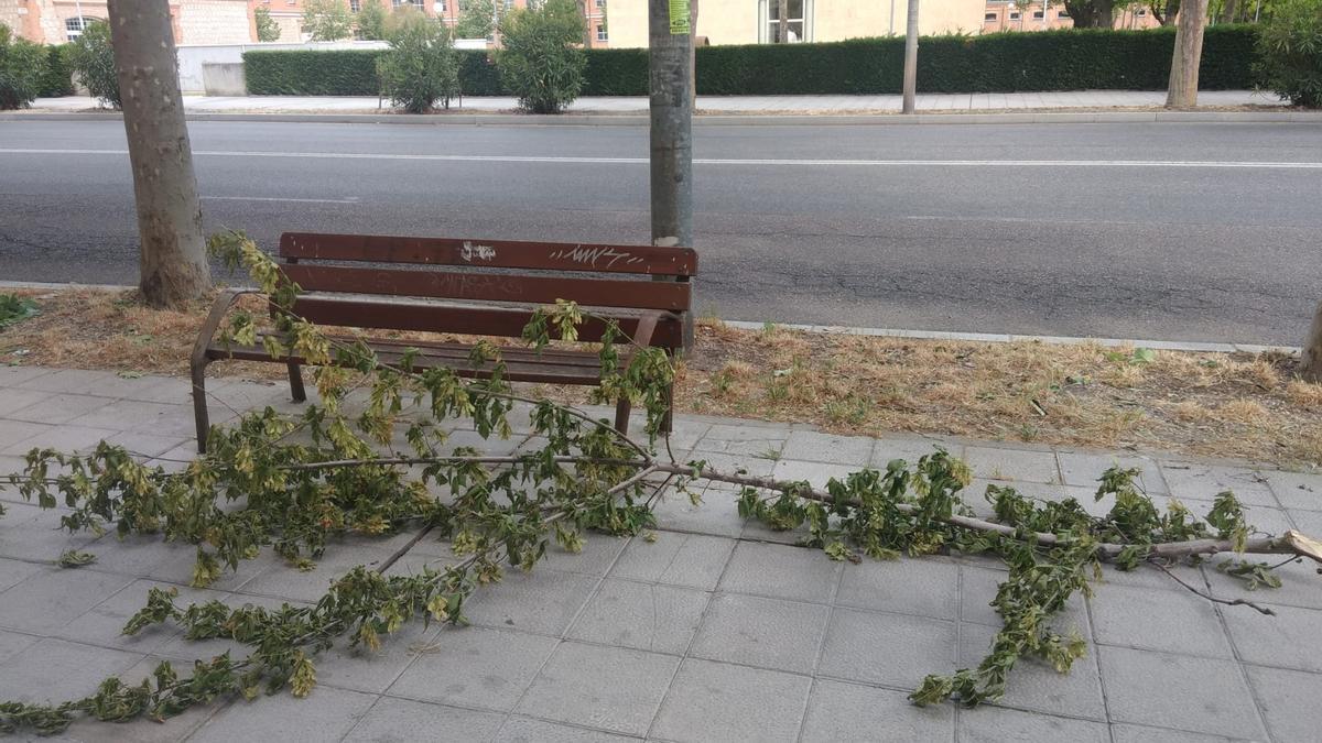 Un árbol caído sobre un banco en la zona de Requejo, 16.
