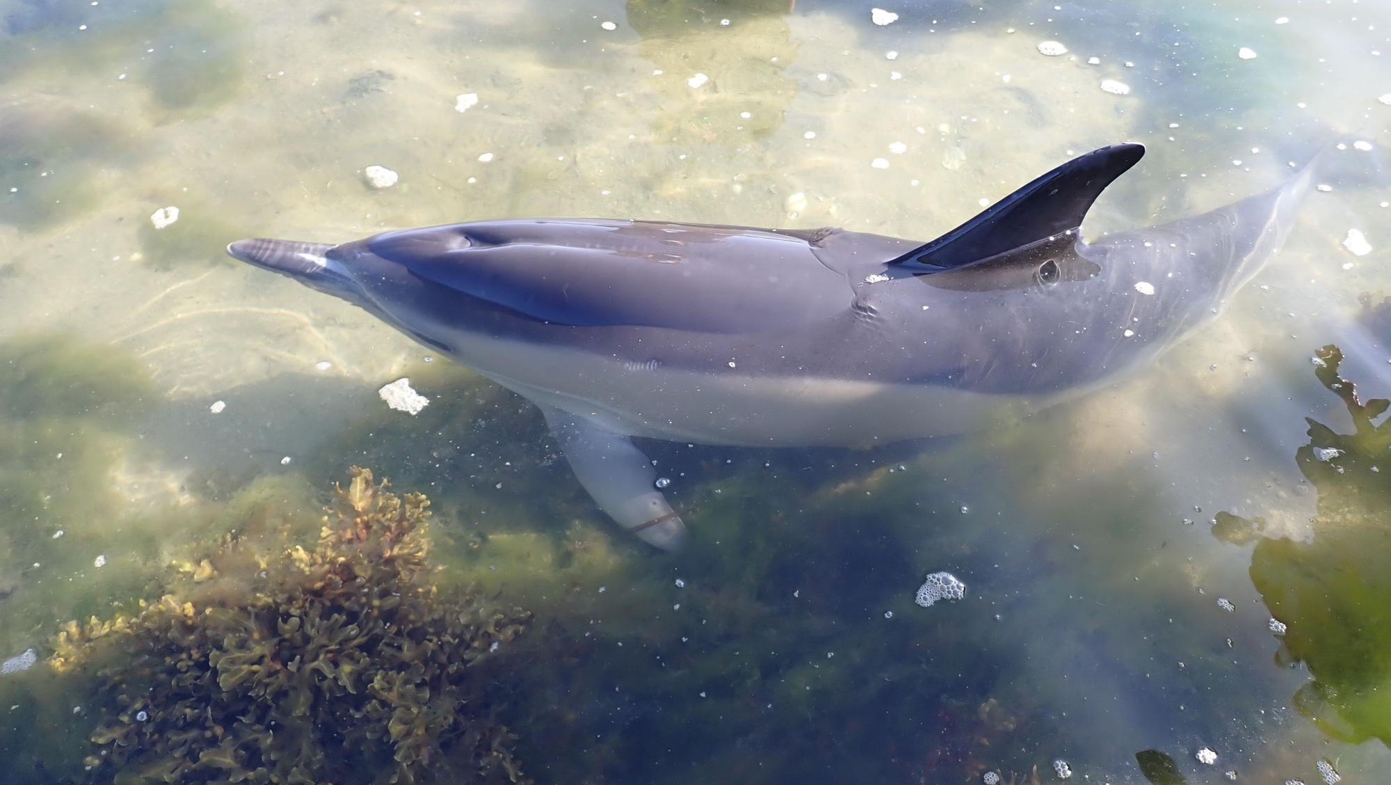 Una delfín hembra y su cría, salvadas "in extremis" en A Toxa