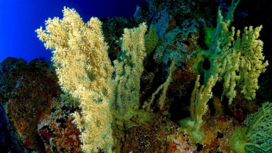 El tesoro marino de Canarias podría no ser el telurio, sino las esponjas y corales