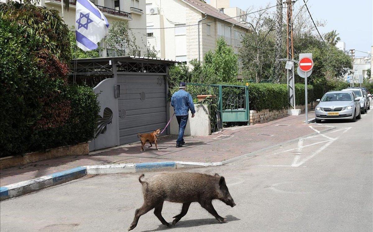 Un jabalí se pasea por las calles de Haifa, Israel.