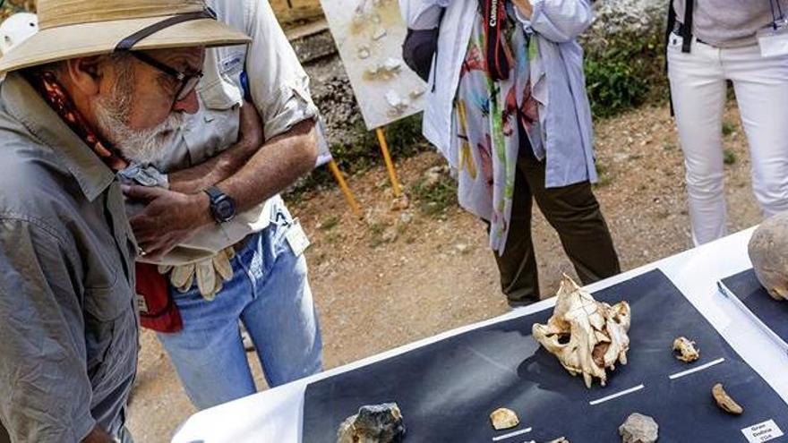 El codirector de Atapuerca observa los restos de neandertales.