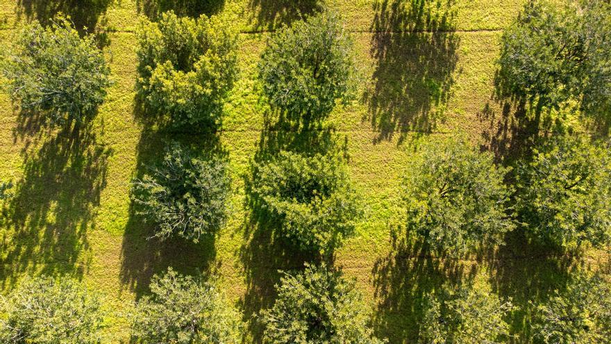 Agricultura en Mallorca: La campaña de algarroba arrancará el día 10 de agosto