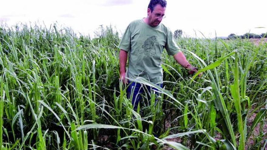 Victoriano Martín muestra los daños provocados en una tierra de maíz de Faramontanos de Tábara.