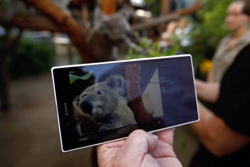 Los responsables de zoo de Sydney han desarrollado una curiosa iniciativa, permitiendo que uno de sus koalas se tome una autofoto con una cámara que se activa con sensaciones térmicas.