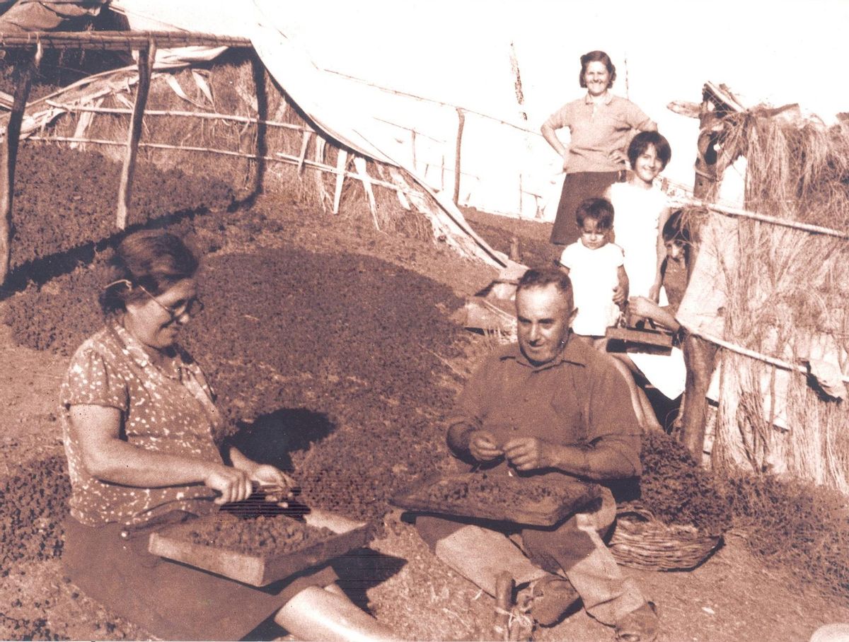 Miembros de una familia de Moclinejo trabajan preparando las pasas, uno de los productos más reconocidos de este pueblo de la Axarquía.