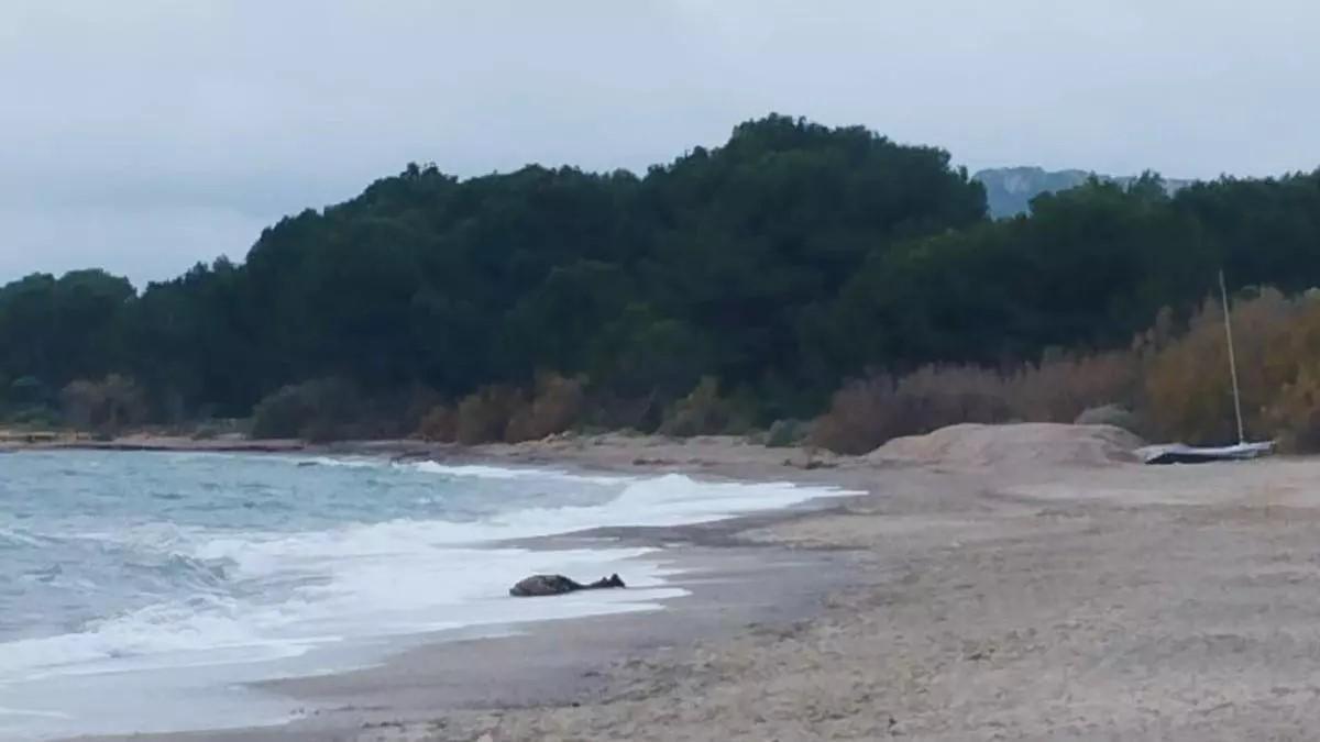 Angesp-lte-Leiche-an-einem-Strand-im-Nordosten-von-Mallorca-entdeckt