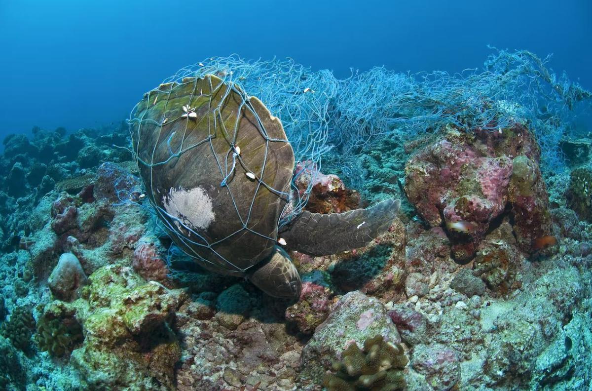 Tortuga marina atrapada en redes