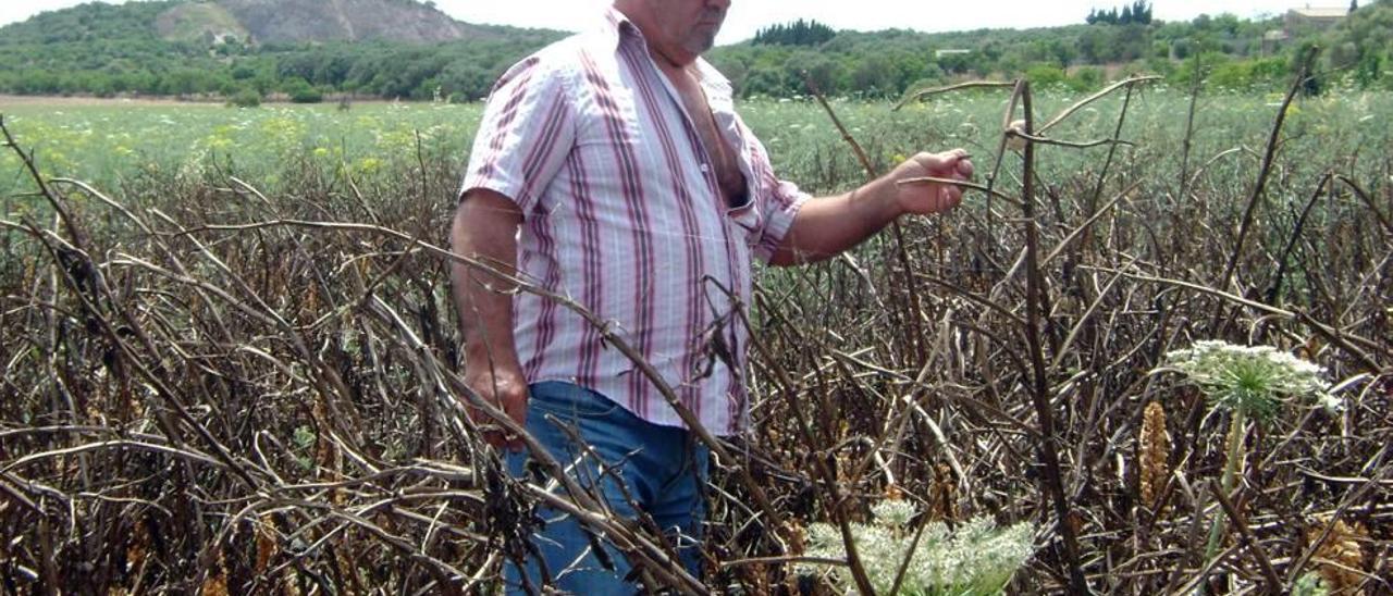 Un payés de Maria de la Salut observa el lamentable estado de un campo de haboncillo invadido por la hierba silvestre.