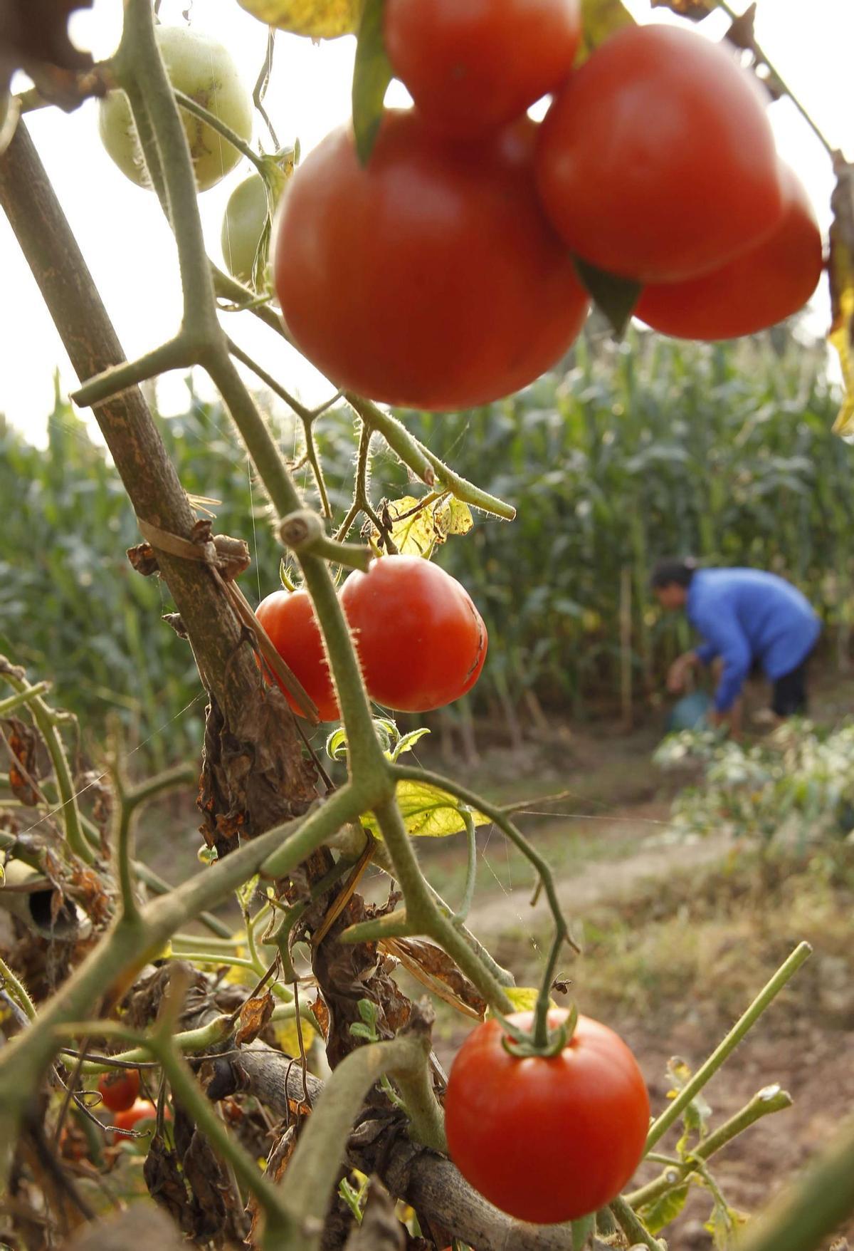 Plantación de tomates.