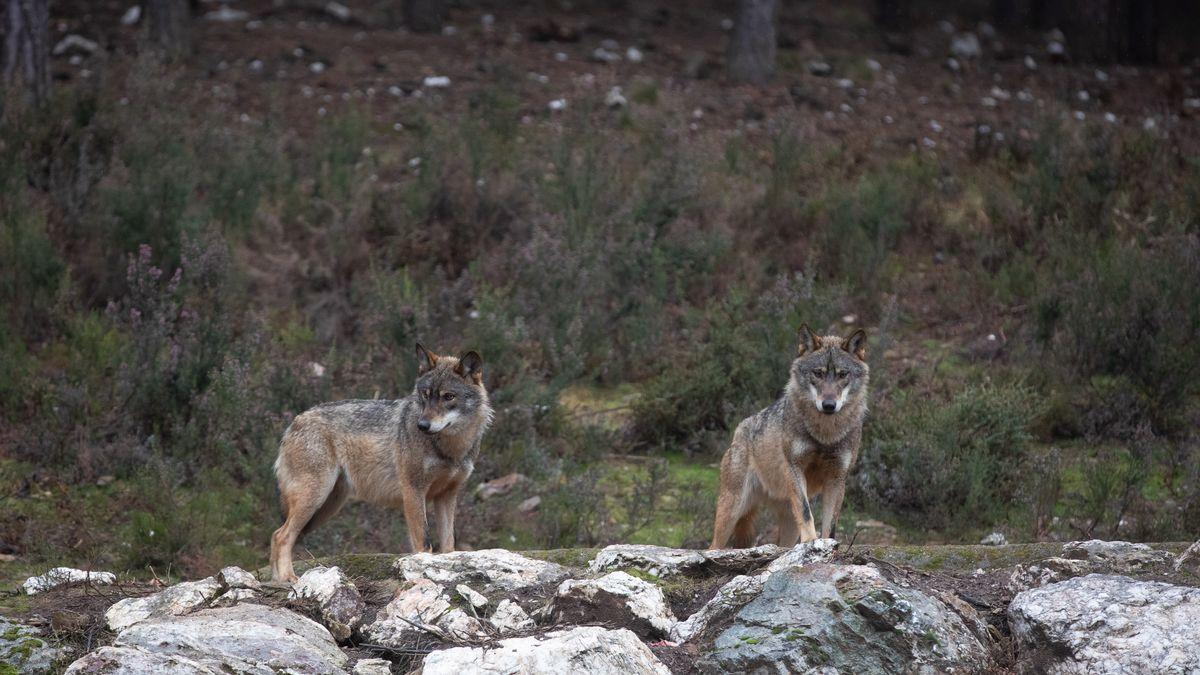 Presentan en Puebla de Sanabria un libro de relatos sobre el lobo ibérico -  La Opinión de Zamora