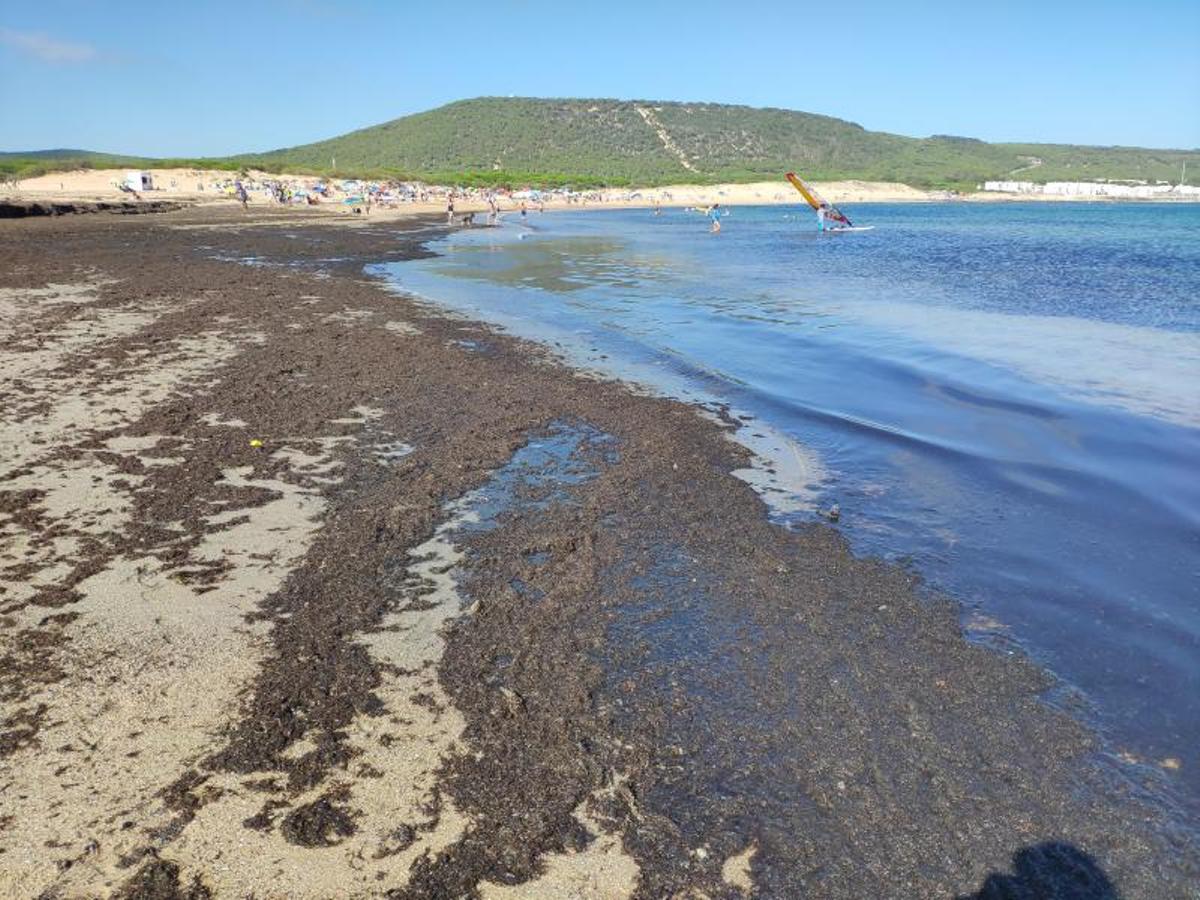 Restos de algas invasoras en la orilla de la costa gaditana.