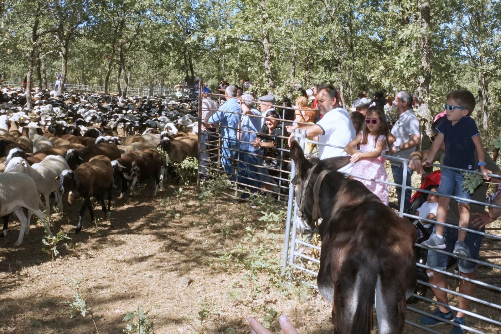 GALERIA | Feria del pastor y la trashumancia en San Vitero