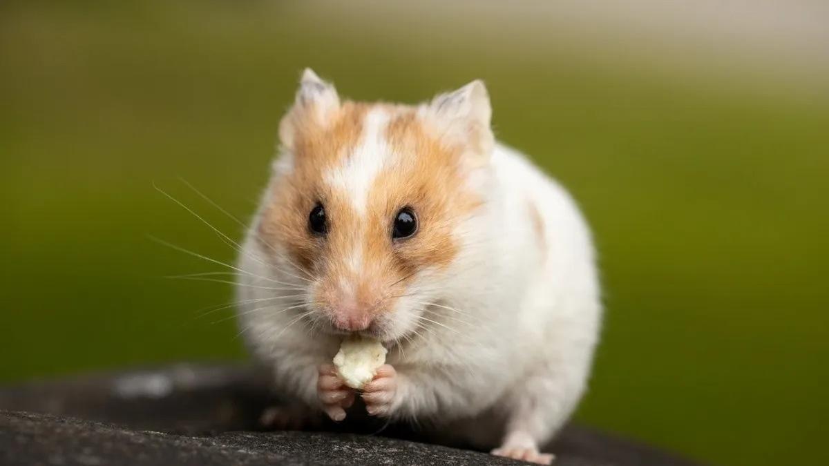 Süß, aber bald in Spanien als Haustier verboten: der Hamster.