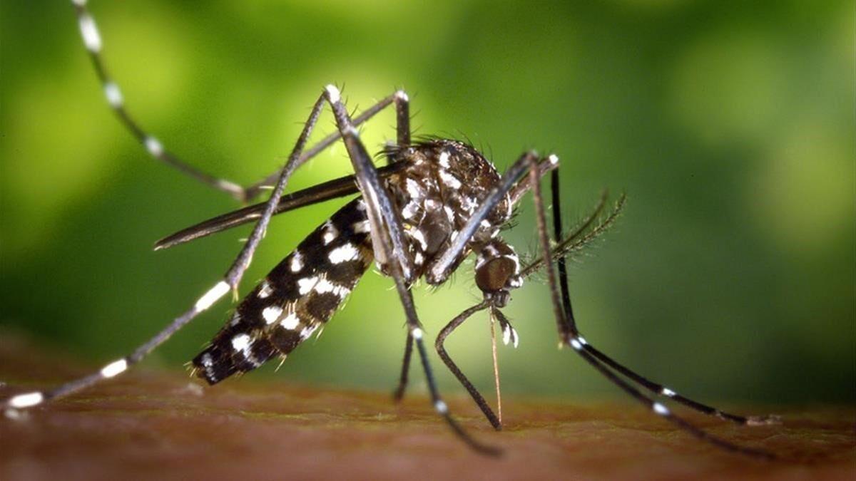 La picadura del mosquito causa la fiebre del Nilo occidental