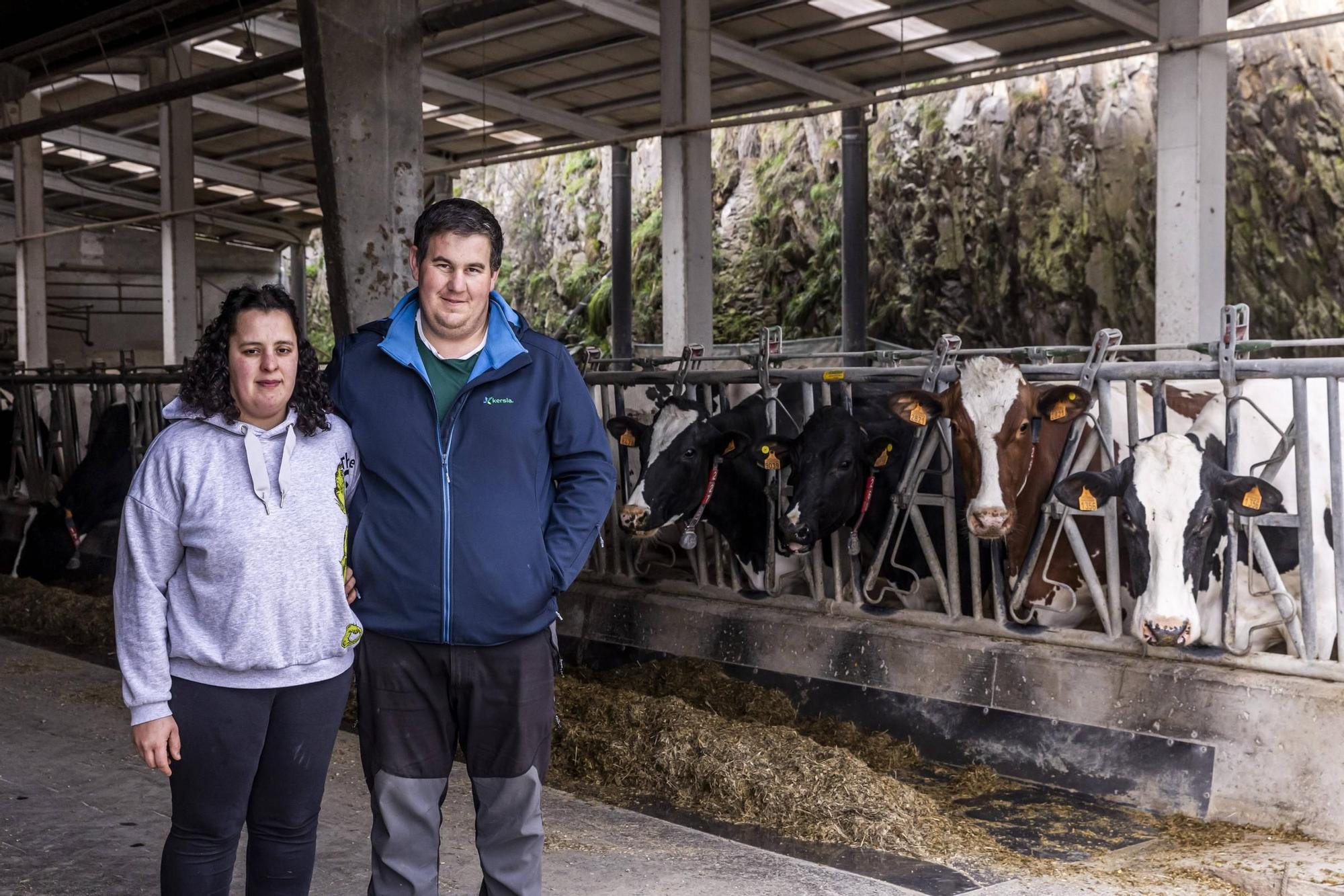 En imágenes | Un viaje por el drama de las vacas de Tineo