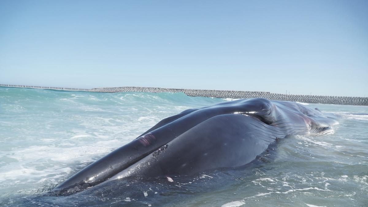 Aparece una ballena varada en la playa de Sabón, en Arteixo