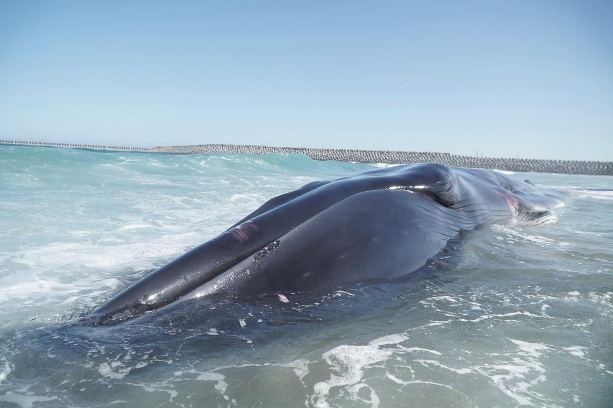 Rescate de la ballena varada en Arteixo