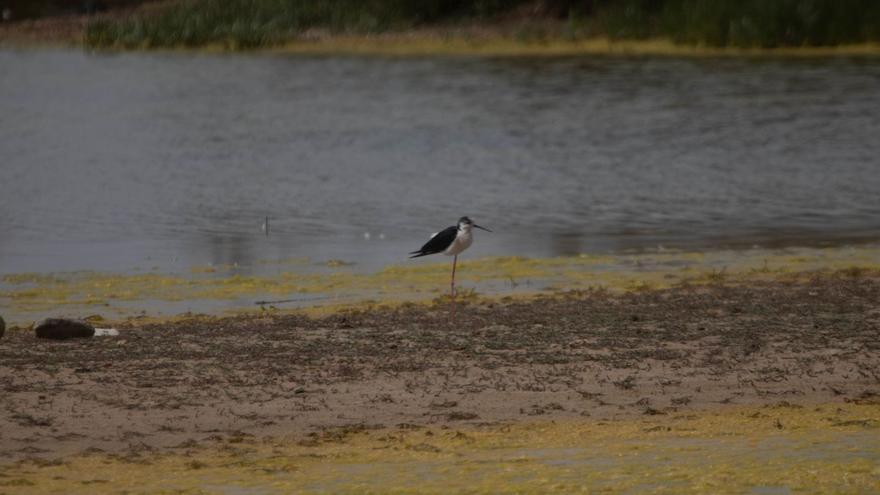 Imágenes de las Lagunas de Villafáfila durante el día de ayer, vistas desde los miradores de la Casa del Parque y de Otero de Sariegos, donde los visitantes recorren los humedales en busca de aves. | A. Burrieza