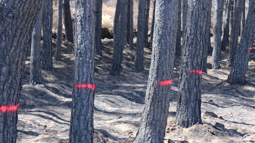 La Junta ultima la normativa que regulará la tala de madera tras el incendio de la Culebra