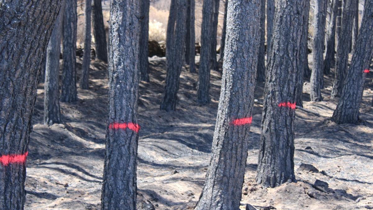 La Junta ultima la normativa que regulará la tala de madera tras el  incendio de la Culebra - La Opinión de Zamora