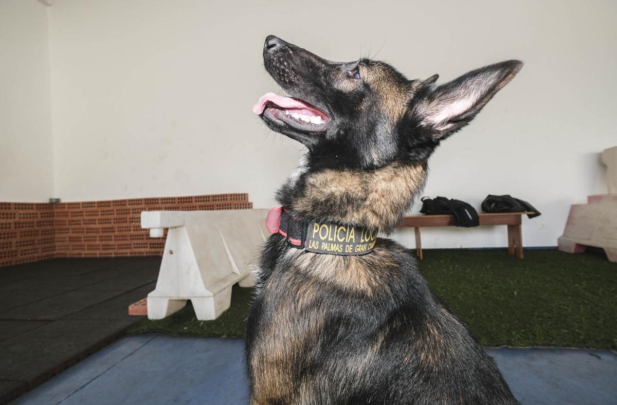 Los perros del Grupo de Guías Caninos (UCAPOL) de la Policía Local de Las Palmas de Gran Canaria, Cujo y Apolo