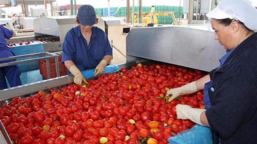 El tomate extremeño busca variedades genéticas para ganar competitividad