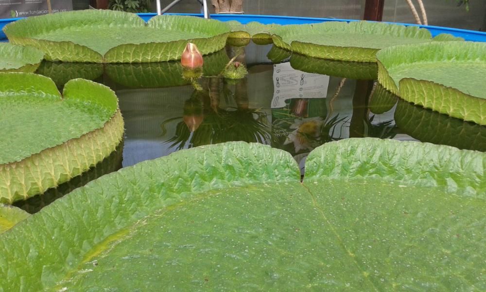 El nenúfar gigante espera a su flor // FUNDACIÓN SALES