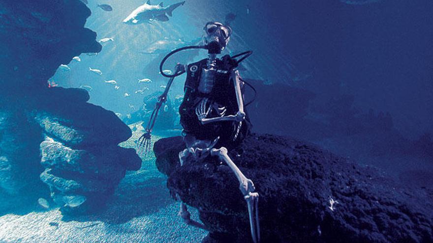Im Palma Aquarium können Kinder am 27. Oktober im Glastunnel unter Haien übernachten.