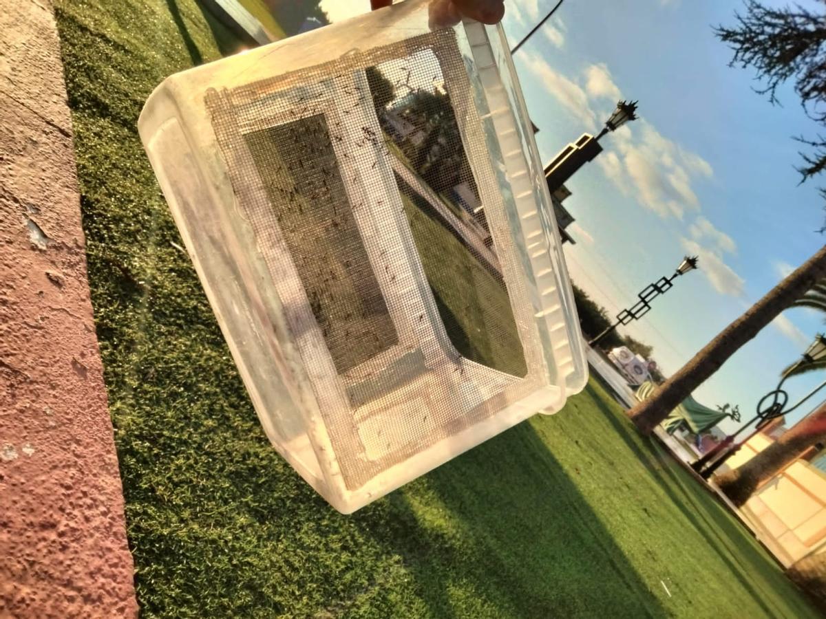 Recipiente lleno de mosquitos estériles utilizados para reducir la plaga.