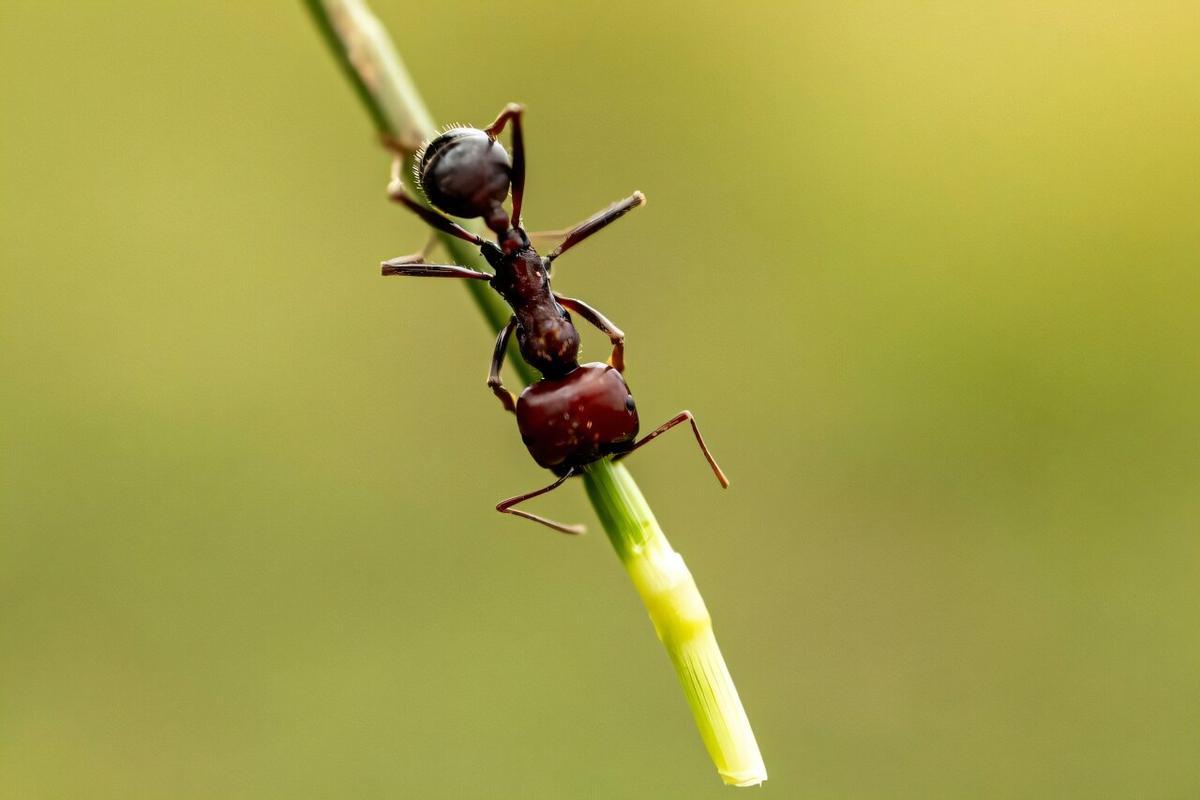 Un ejemplar de la hormiga cosechadora gigante