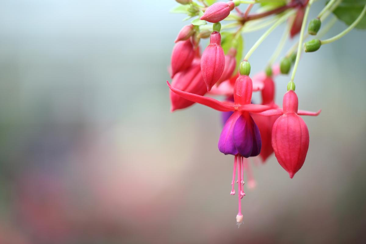 Los pendientes de la reina: El arbusto perfecto para tu jardín y cómo lograr una explosión de colores con sus flores