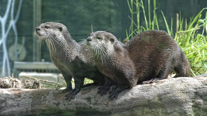 Detectado en la Comunitat Valenciana el primer caso mundial de covid-19 en una nutria