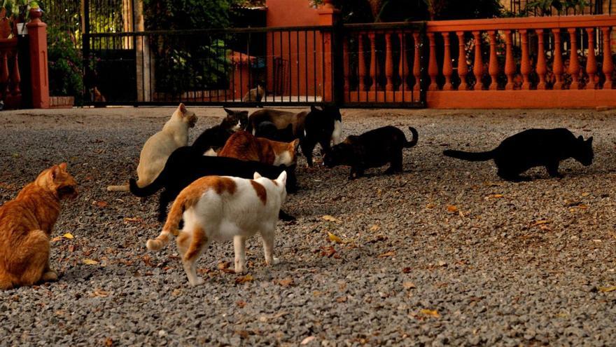 Gatos pertenecientes a una colonia de Antequera