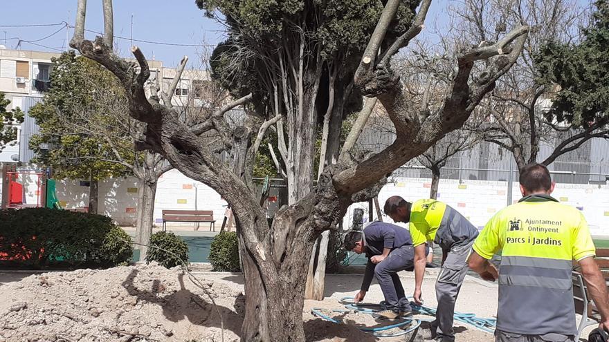 Ontinyent trasplanta cinco antiguos olivos afectados por obras públicas