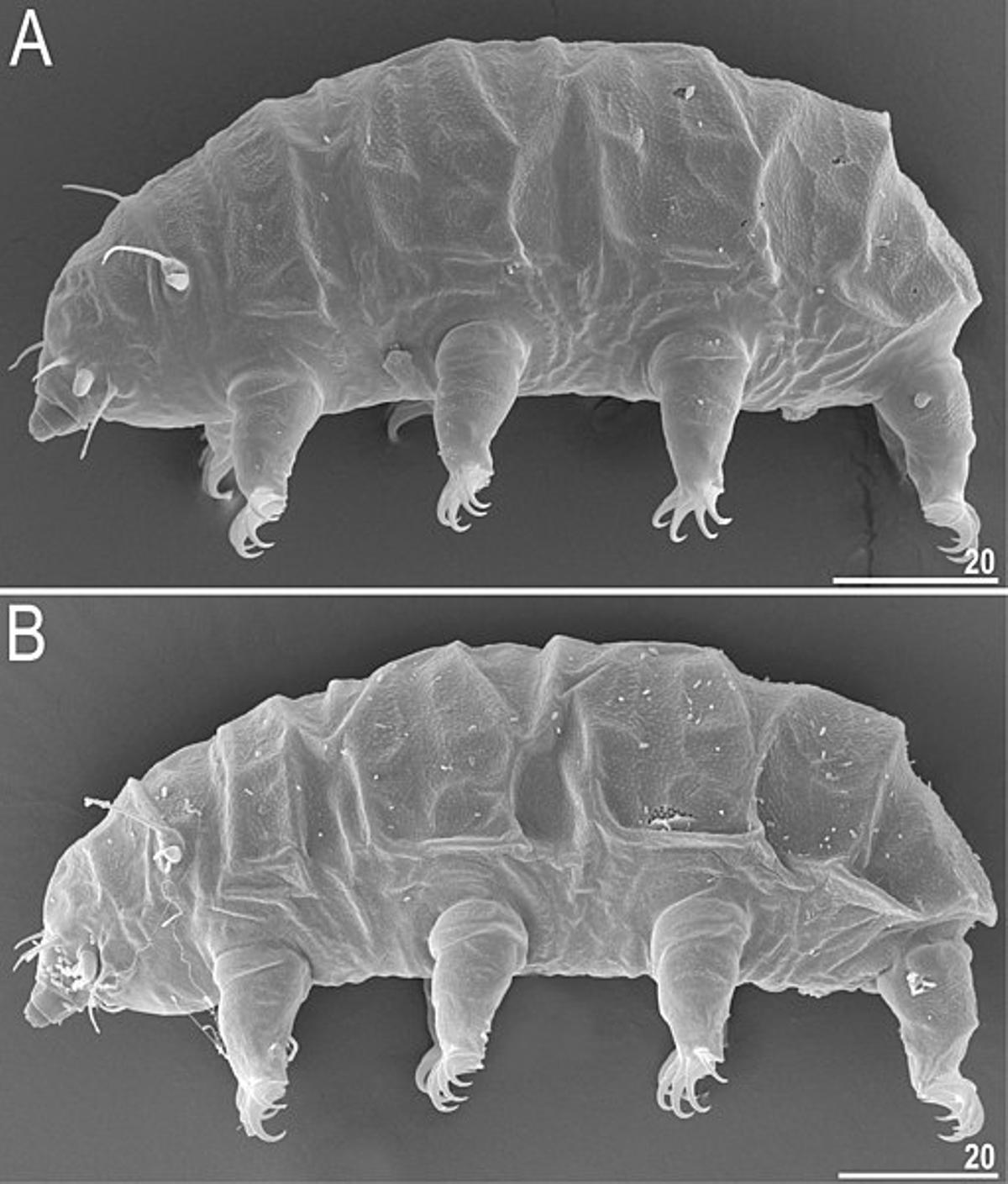 Los tardígrados (Tardigrada) también son capaces de reparar su ADN dañado por la radiación cósmica