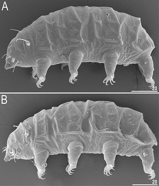 Los tardígrados (Tardigrada) también son capaces de reparar su ADN dañado por la radiación cósmica