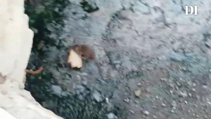 Ratas robando comida a los patos en Ibiza