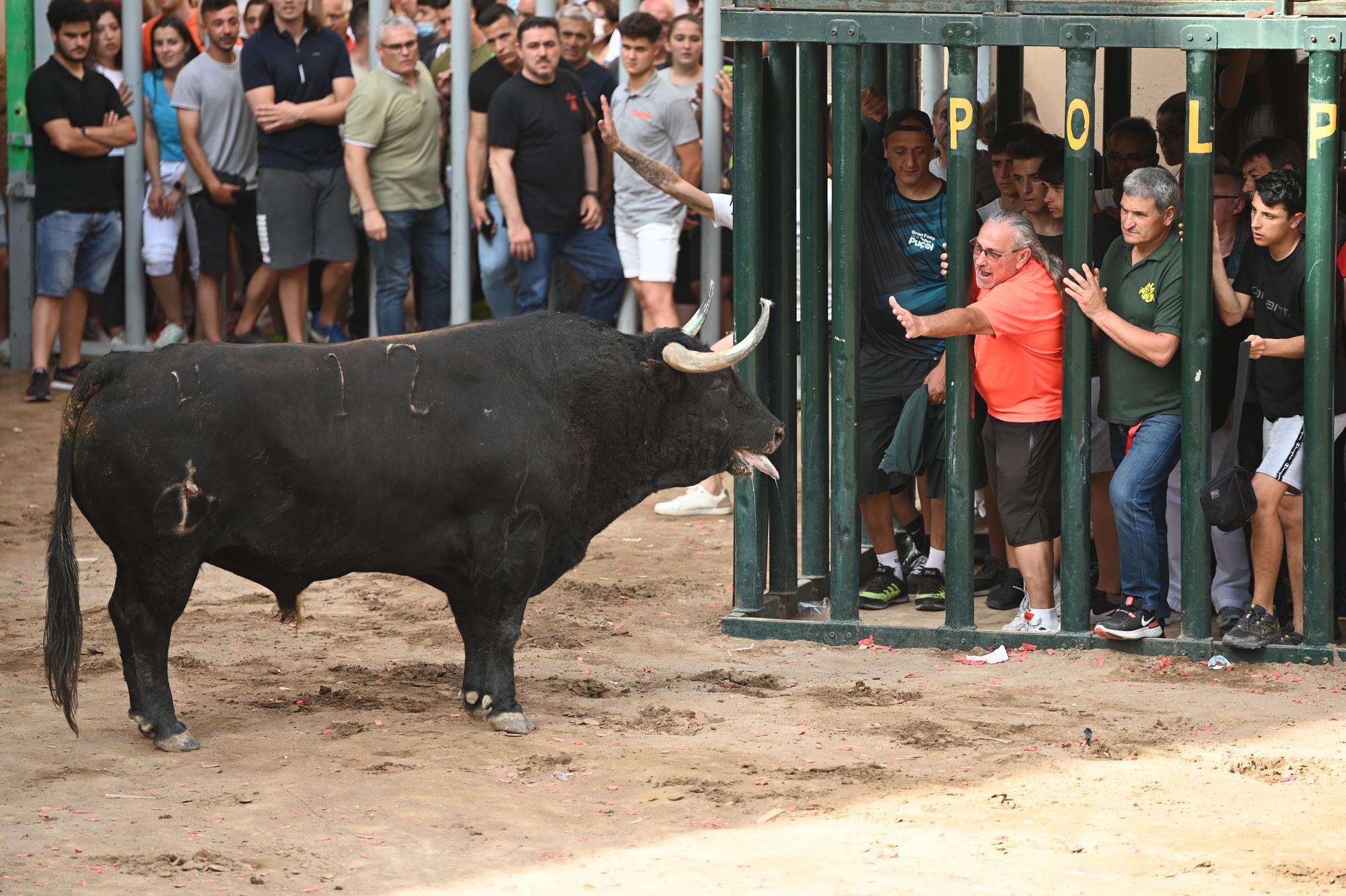 GALERÍA I Primer día de Bou per la Vila en Almassora con gran ambiente festivo en el recinto