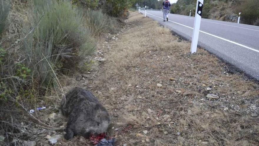 Jabalí tendido en la cuneta sin los colmillos.