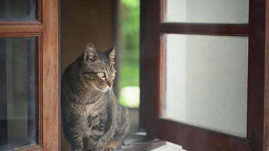 El síndrome del gato paracaidista: qué es y por qué se dispara con el buen tiempo