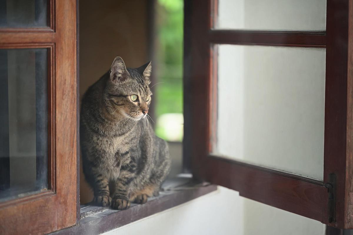 El síndrome del gato paracaidista aparece por una combinación muy humana de ventanas abiertas y exceso de confianza.