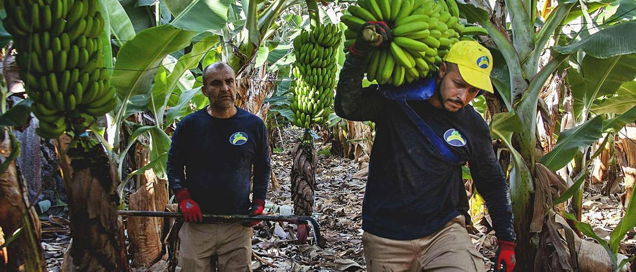 Dos trabajadores en una finca de plátanos. | | LP/DLP