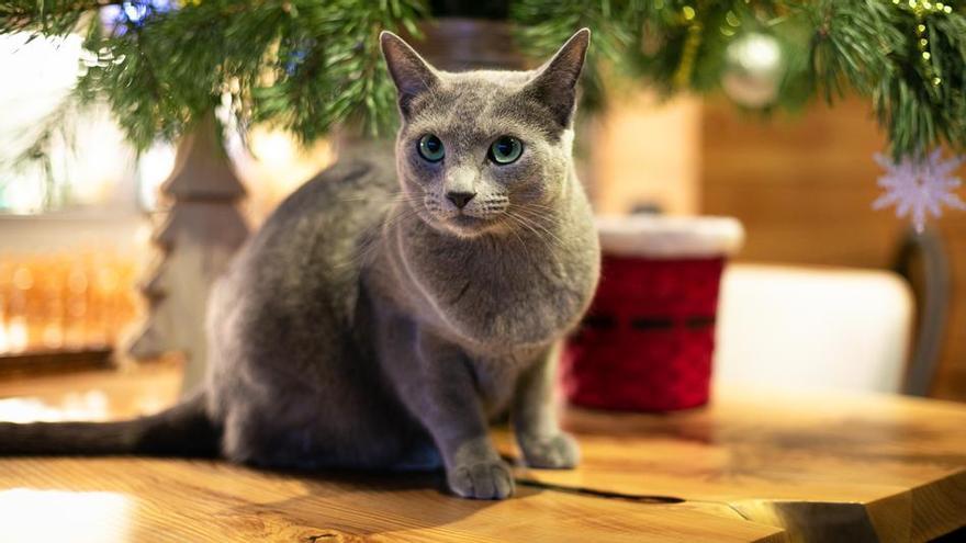 Un gato azul ruso.