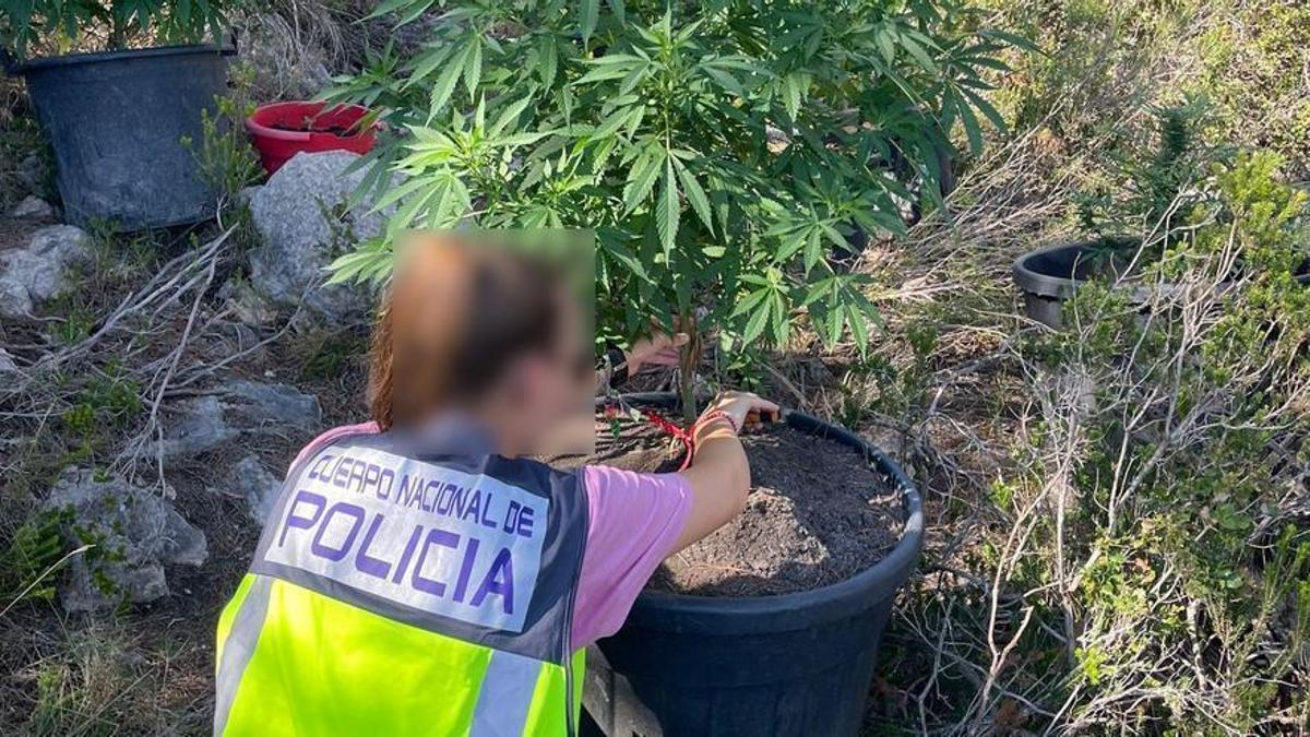 Beamte der Nationalpolizei stellen die Marihuana-Pflanzen auf dem Friedhof auf Ibiza sicher.