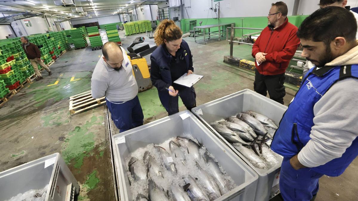 Primera subasta del Bonito en la rula de Avilés